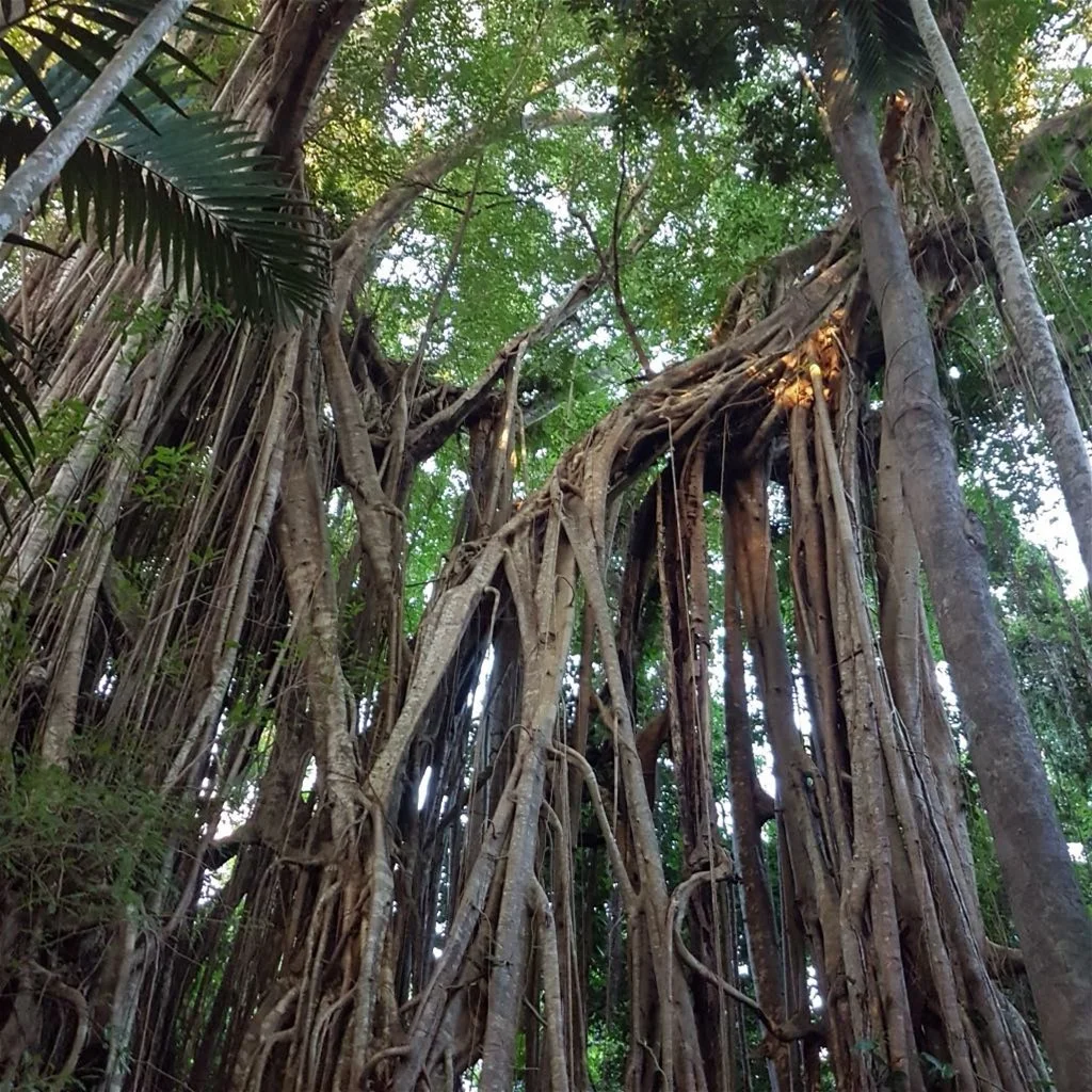 Additional image 8 of 29 Railway Avenue, Cooktown QLD 4895