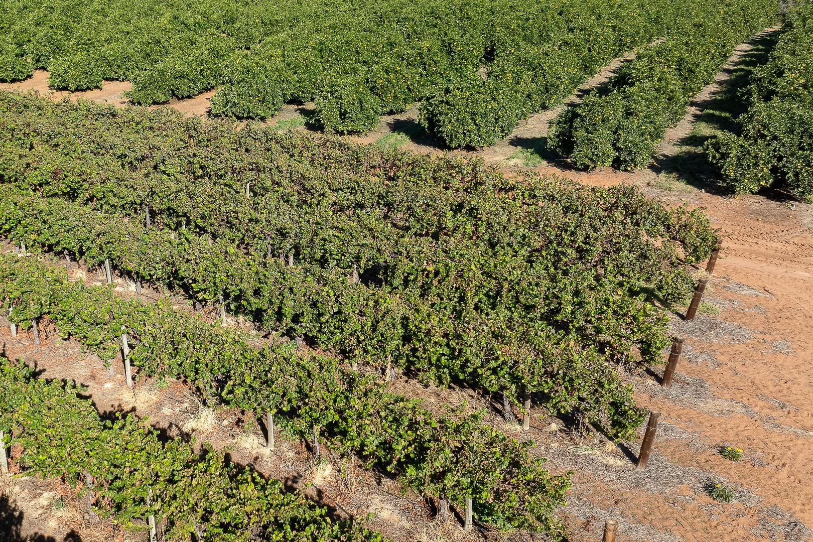 Additional image 7 of 2 Balfour Ogilvy Avenue, Loxton SA 5333