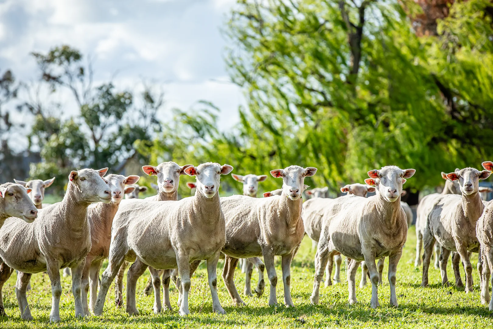 Additional image 7 of 184 Lin Dixons Road, Ullswater VIC 3318