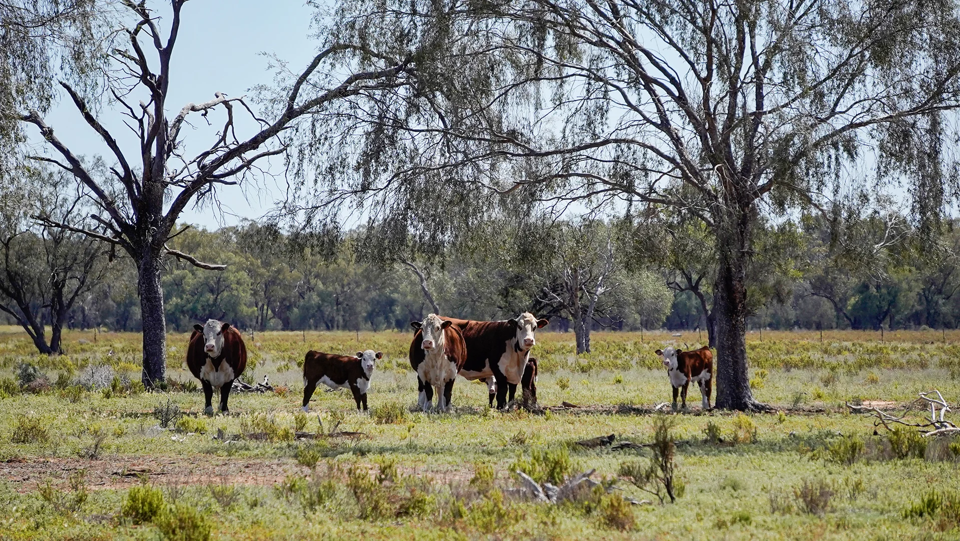 Additional image 6 of 1378 Keewong Lane, Coonamble NSW 2829