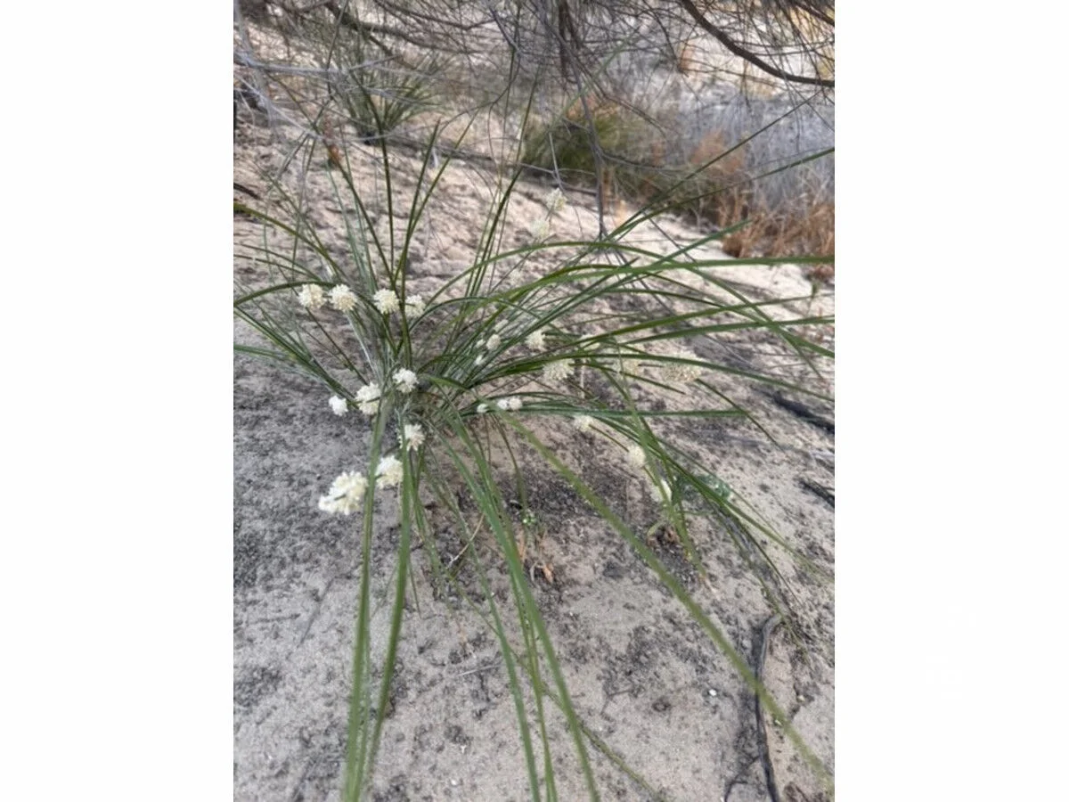 Additional image 15 of 28 River Reserve Road, Swan Reach SA 5354