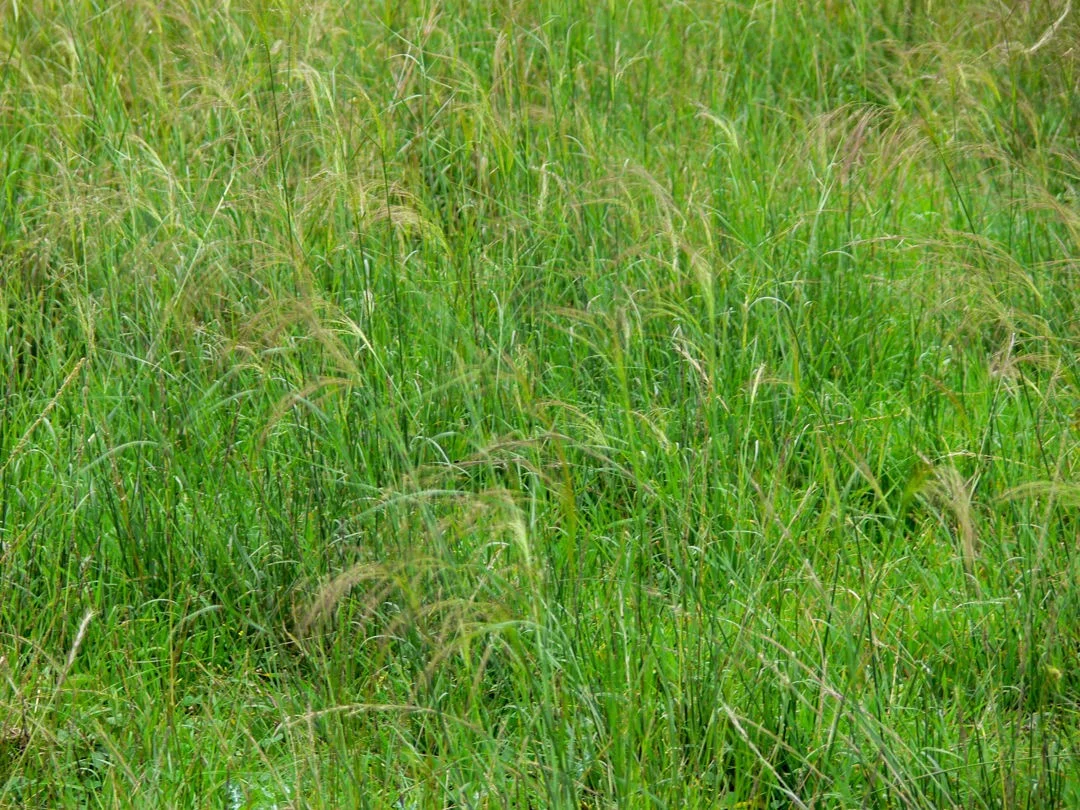 Additional image 22 of The Glen, Berrigal NSW 2390