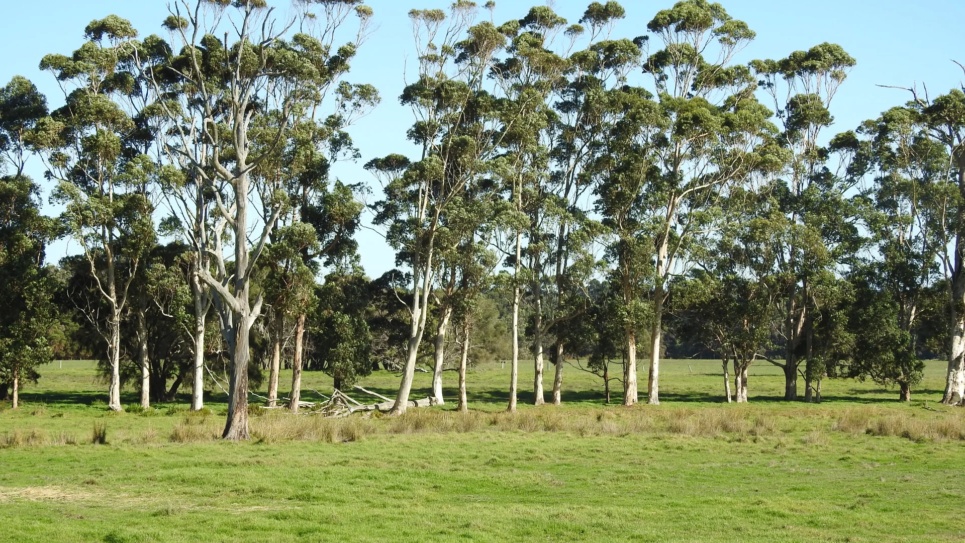 Additional image 8 of Calgardup Road, Forest Grove WA 6286