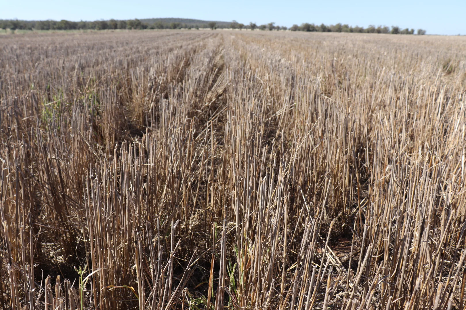 Additional image 10 of 1 Boorr Hill Road, Parkes NSW 2870