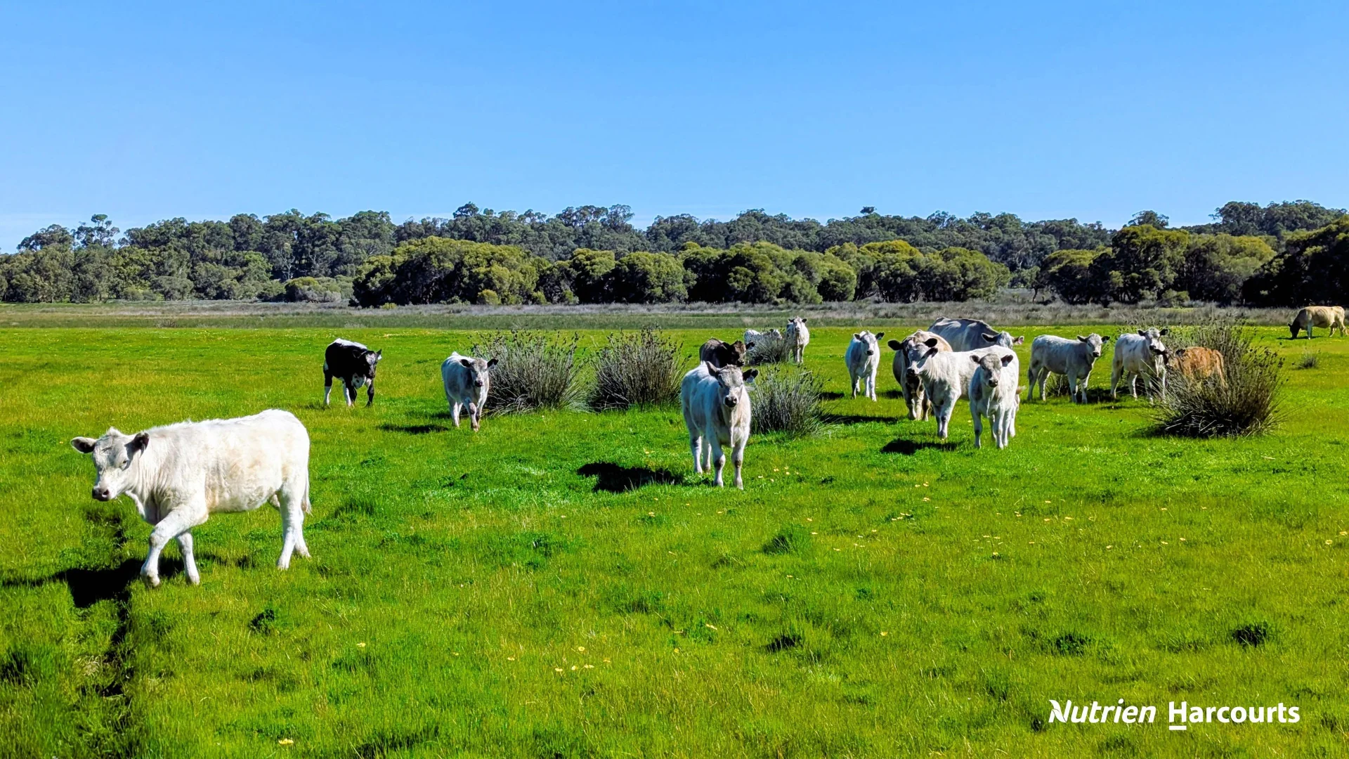 Additional image 5 of Lot 52 Cowalla Road, Cowalla WA 6503