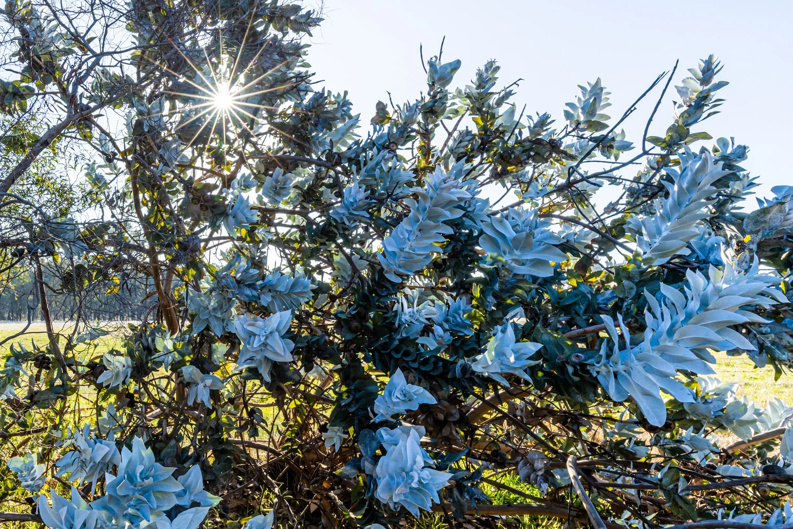 Additional image 17 of 242 Frost Road, Killawarra VIC 3678