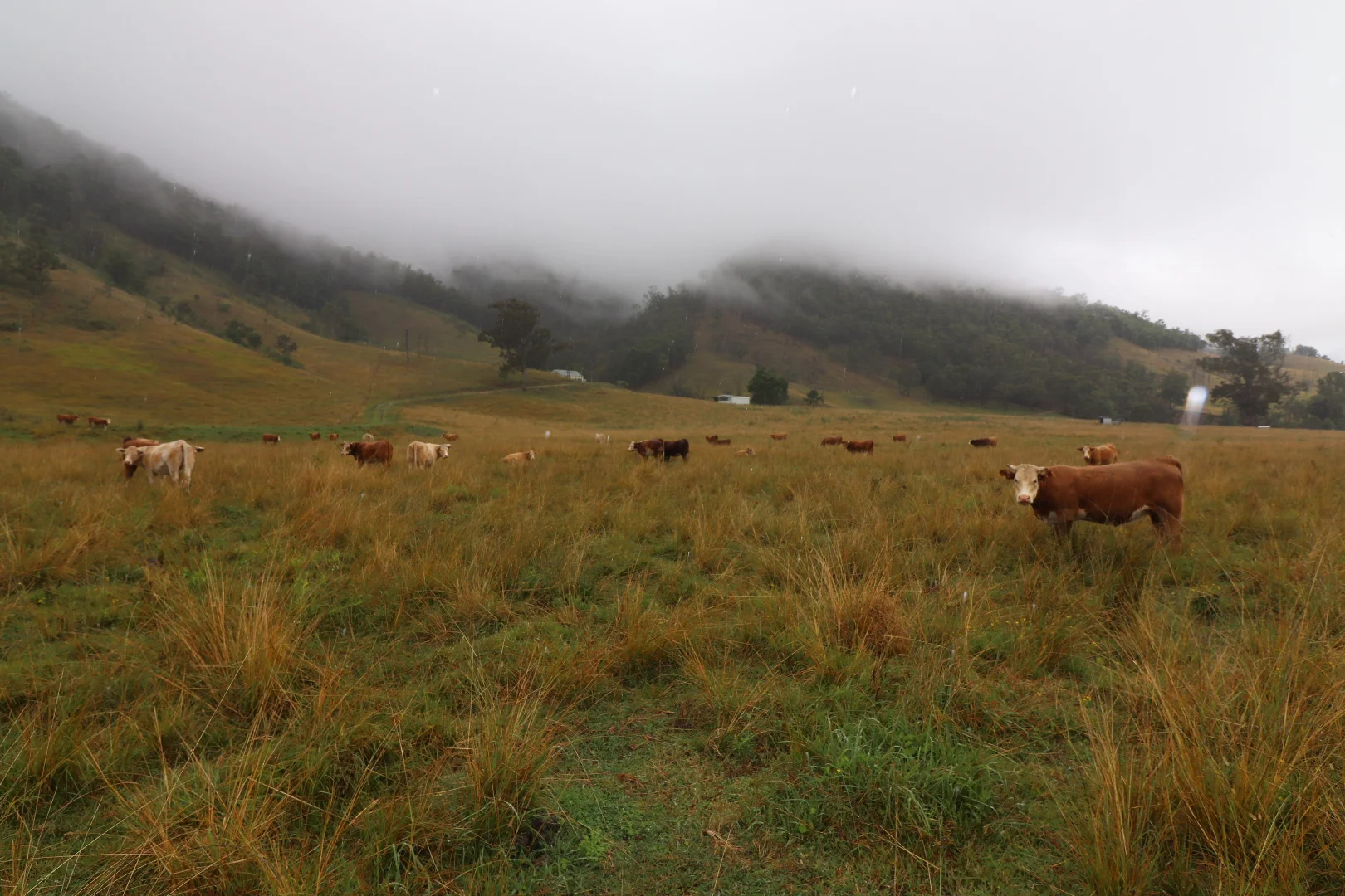 Additional image 28 of 95 Smiths Creek Road, Lower Creek NSW 2440