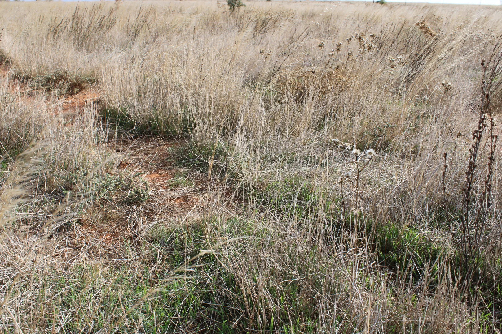 Additional image 46 of 1860 Cleary Road, Terowie SA 5421