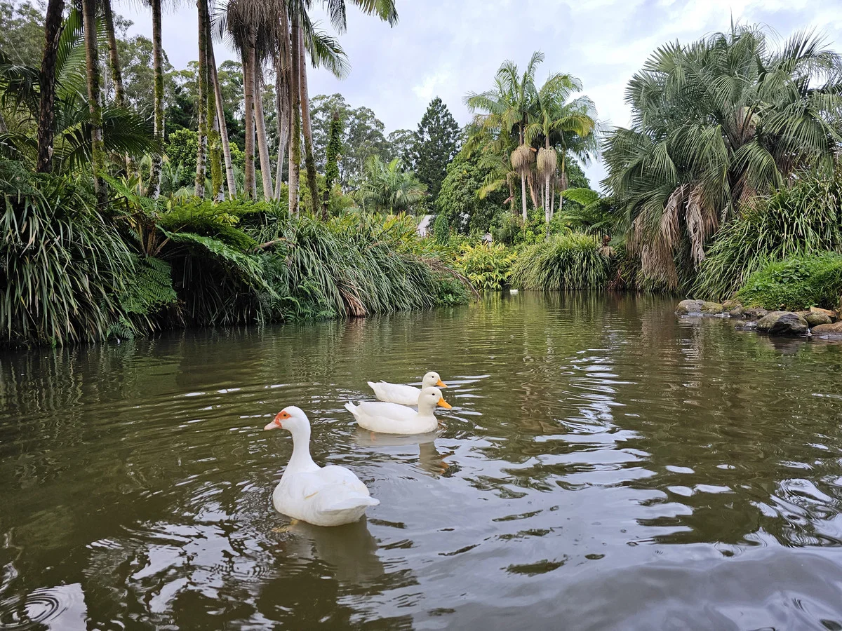 Additional image 21 of 517 Friday Hut Road, Brooklet NSW 2479