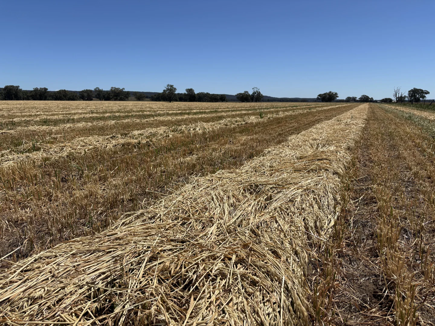 Additional image 23 of 2824 Neilrex Road, Coolah NSW 2843