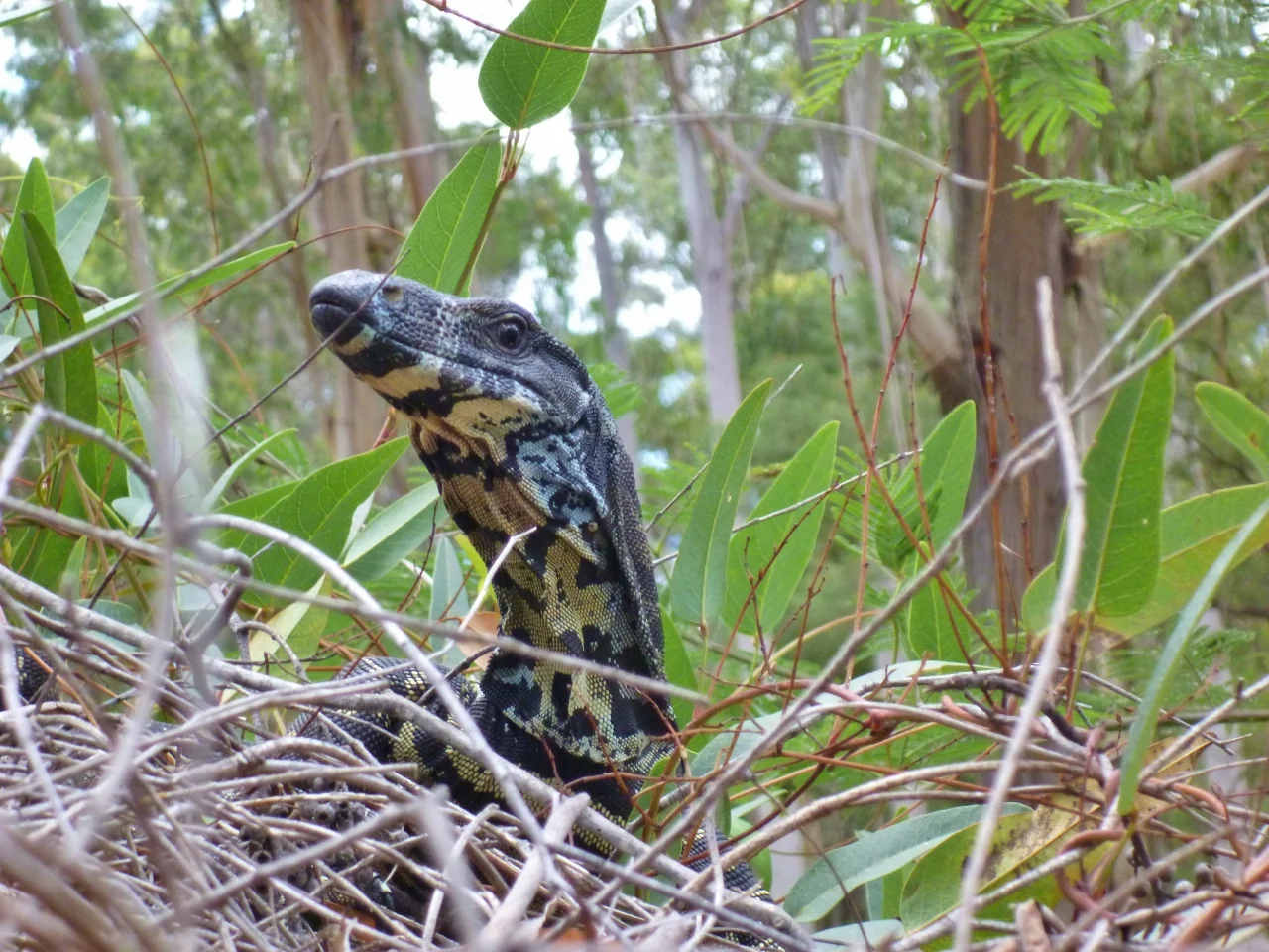 Additional image 36 of 59B Burgess Track, Wallagaraugh, Genoa VIC 3891