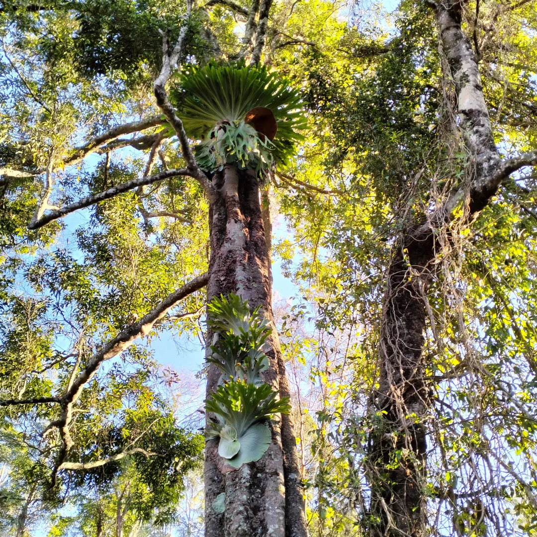 Additional image 27 of Ashby NSW 2463