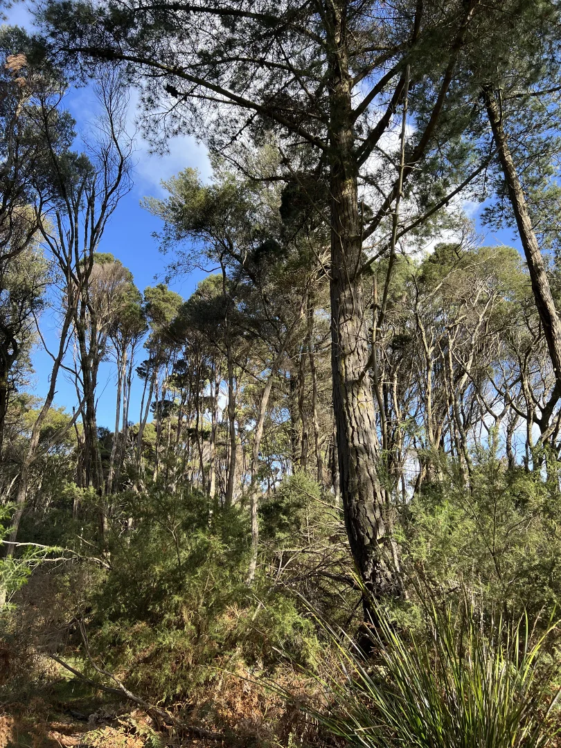 Additional image 9 of 1038 Pegarah Road, Naracoopa TAS 7256