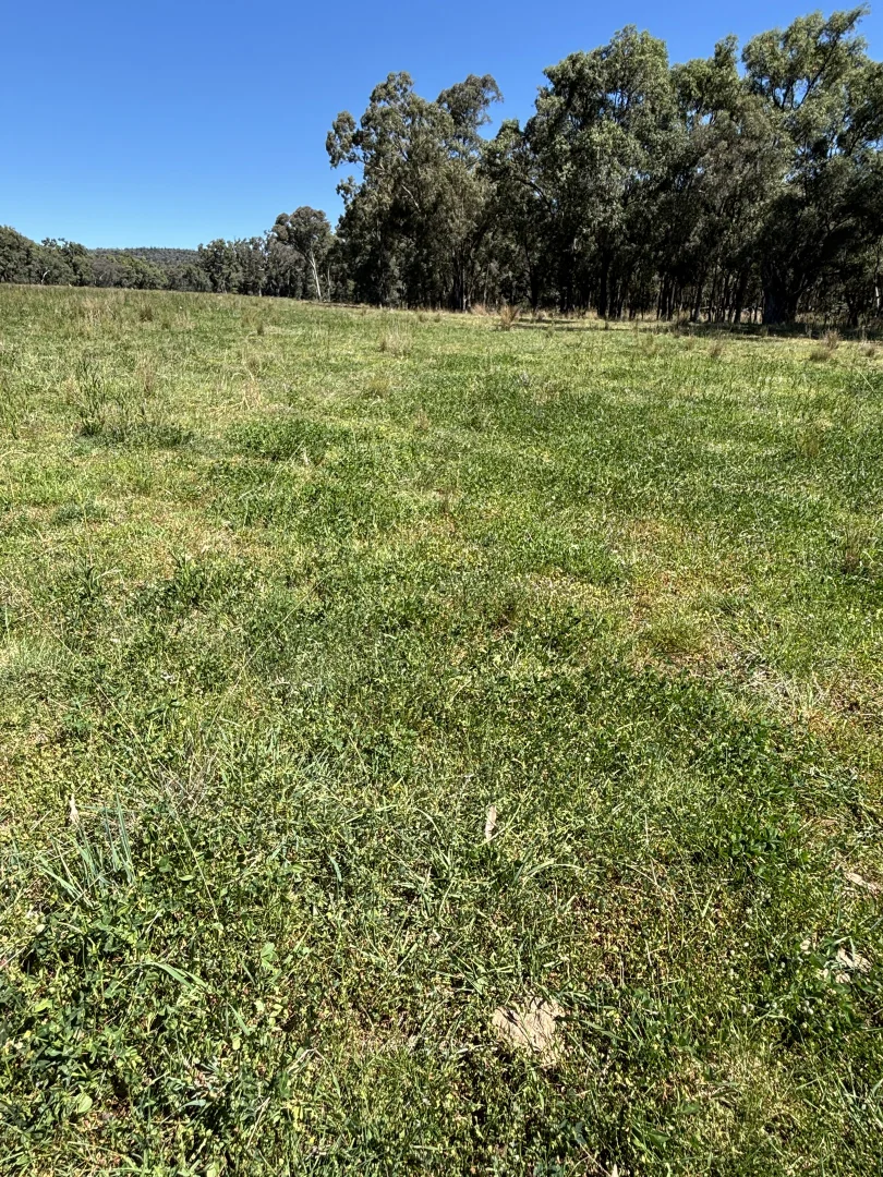 Additional image 28 of 2824 Neilrex Road, Coolah NSW 2843