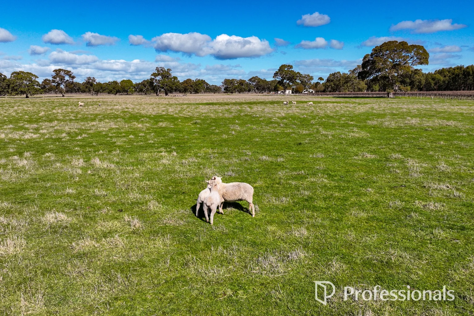 Additional image 5 of Lot 439 Richardson Road, Coonawarra SA 5263