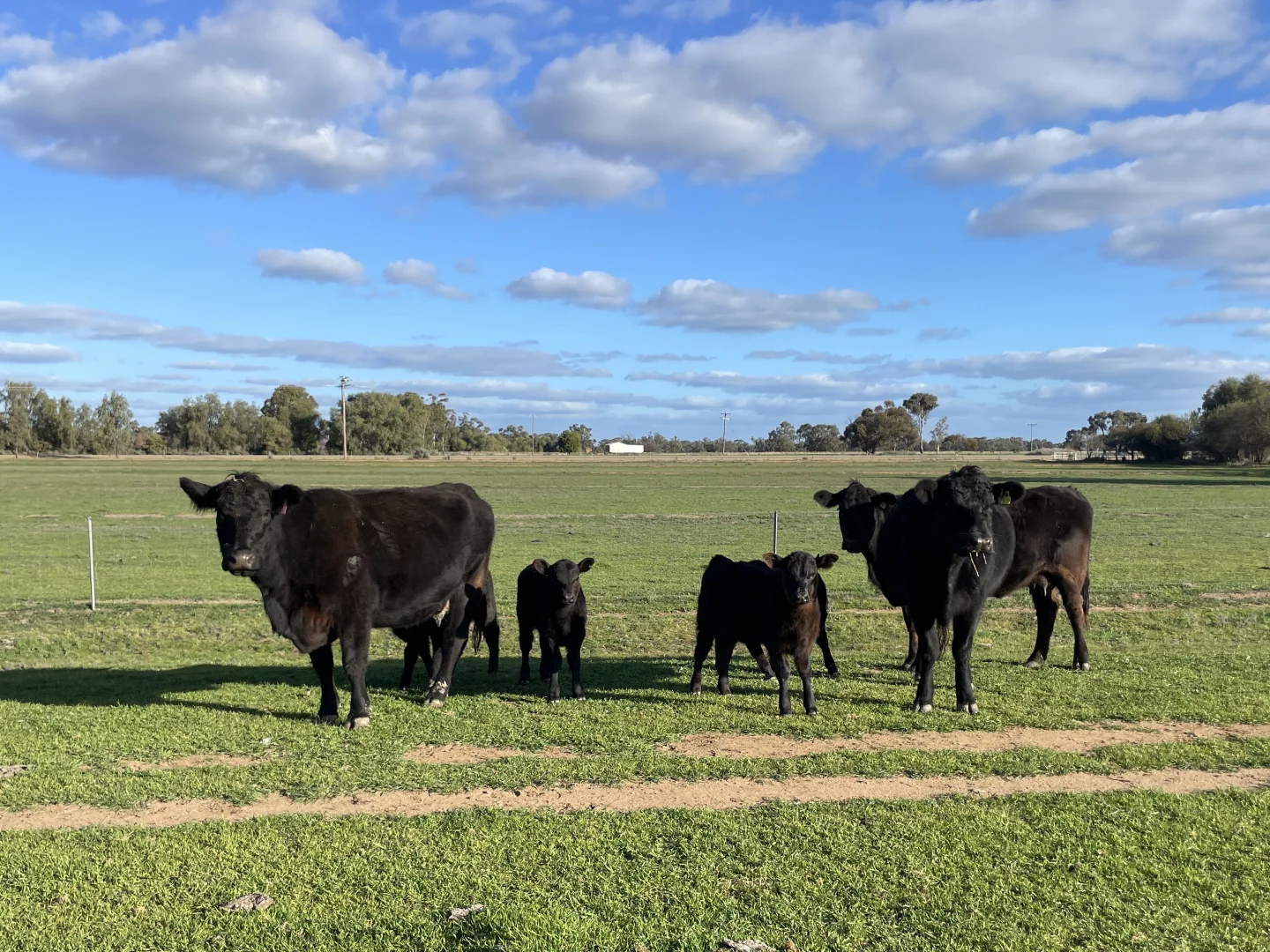 Additional image 28 of 'Kindimindi' 6176 Wakool Road, Wakool NSW 2710