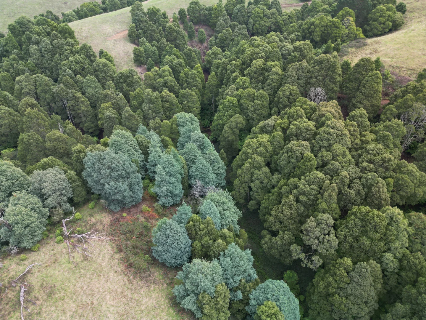 Additional image 5 of 478 Foster-Mirboo Road, Dollar VIC 3871