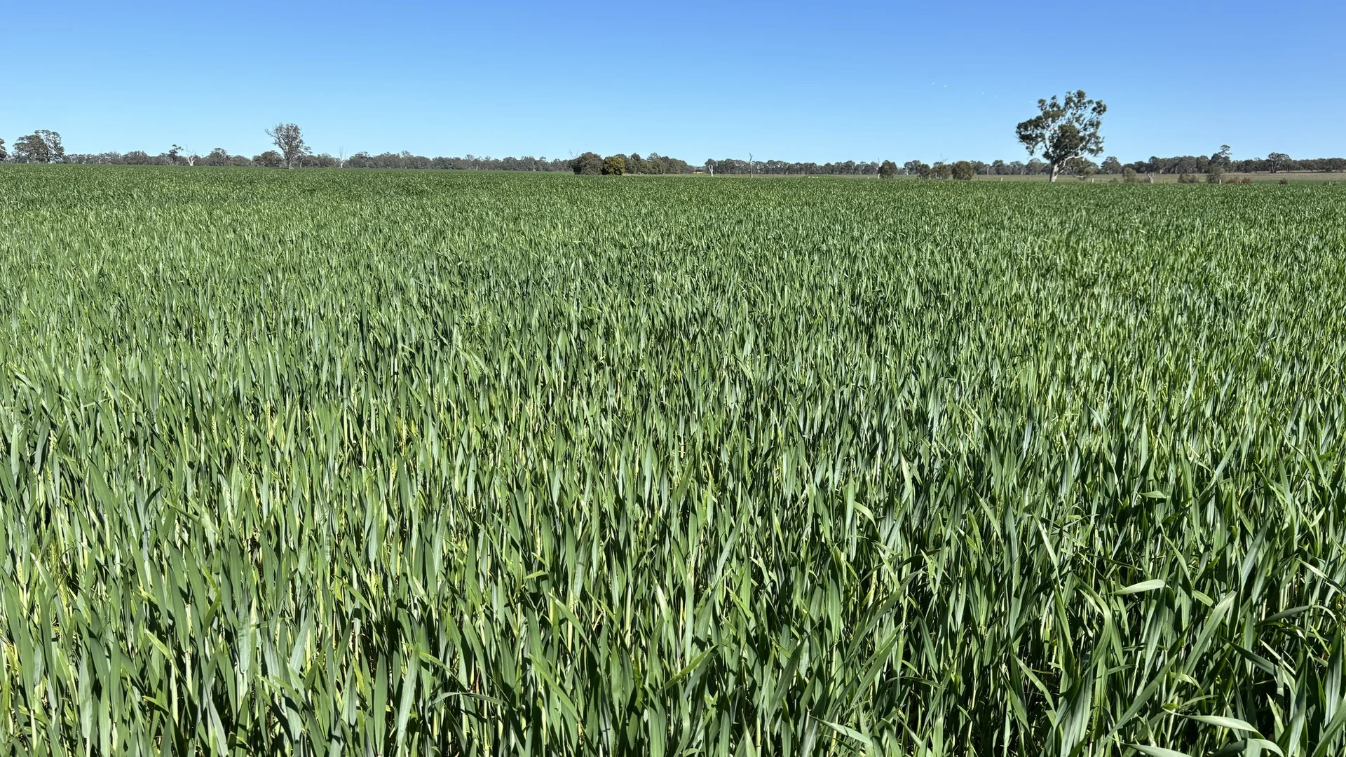 Additional image 12 of 173 Mcclures Rd, Connewirricoo VIC 3318