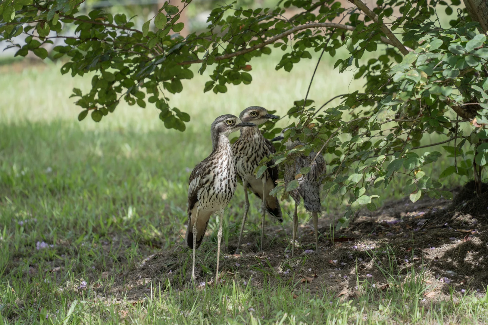 Additional image 8 of 32 Dunne Road, Glenview QLD 4553