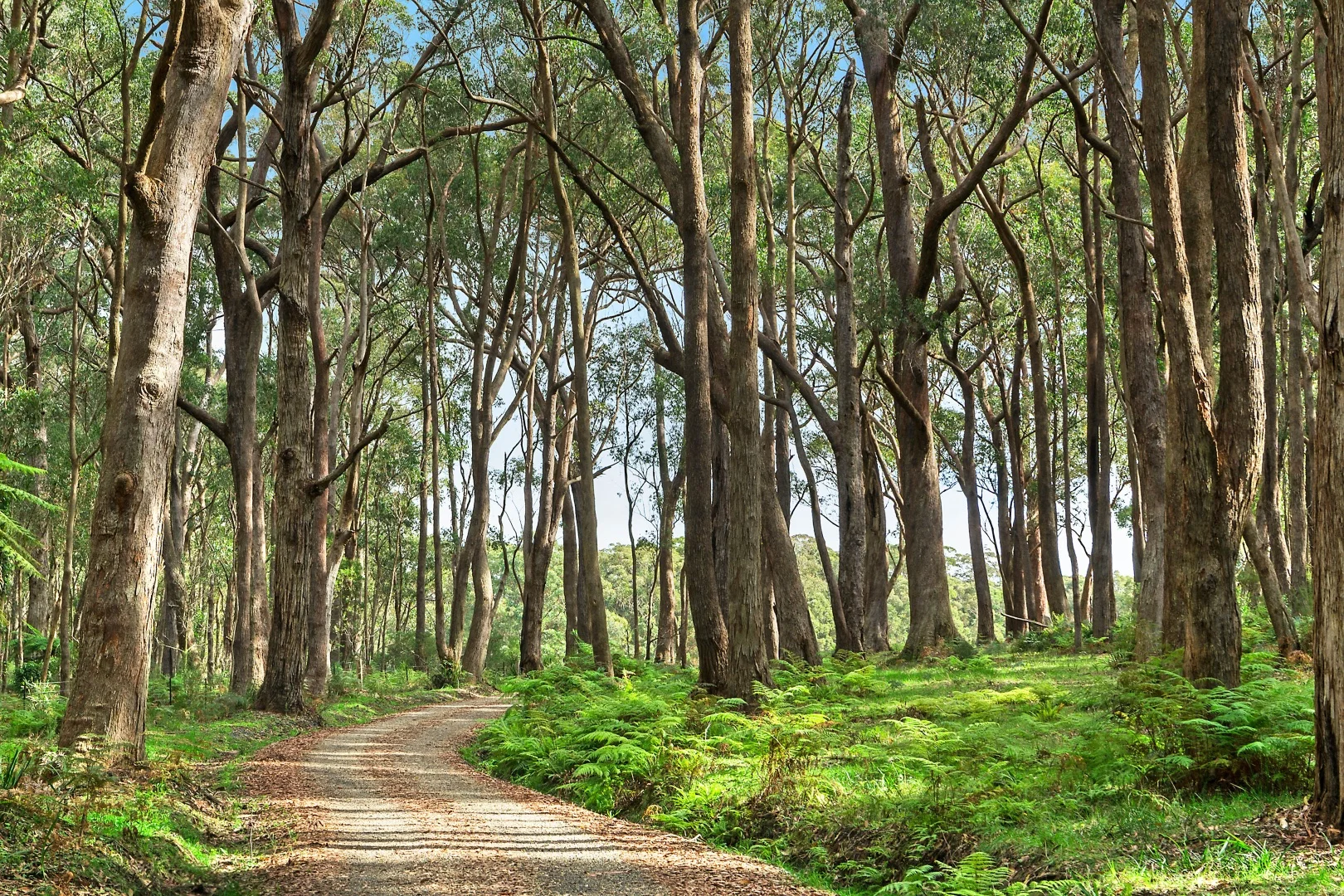 Additional image 17 of 51 & 53 Shierlaw Road, Robertson NSW 2577