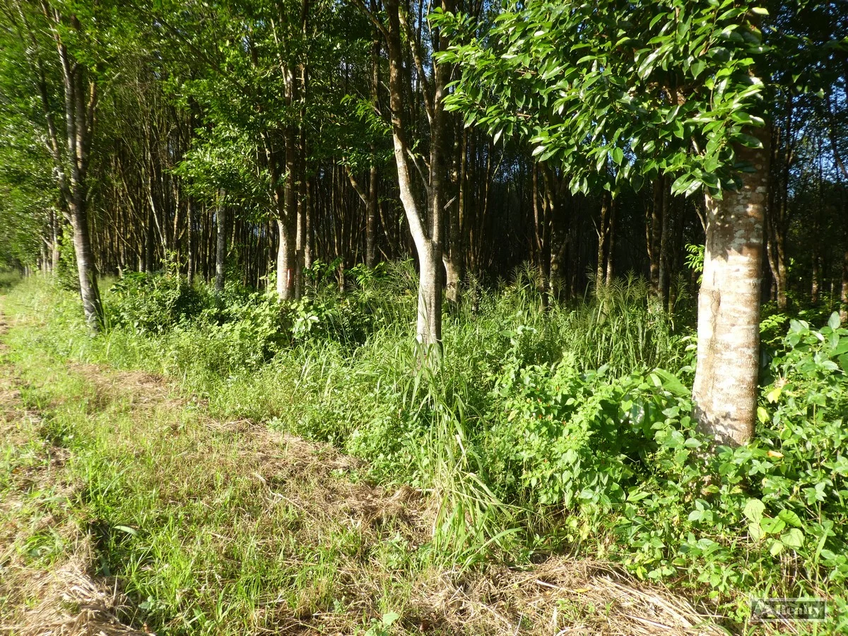 Additional image 9 of L15 Broccardo Road, Garradunga QLD 4860