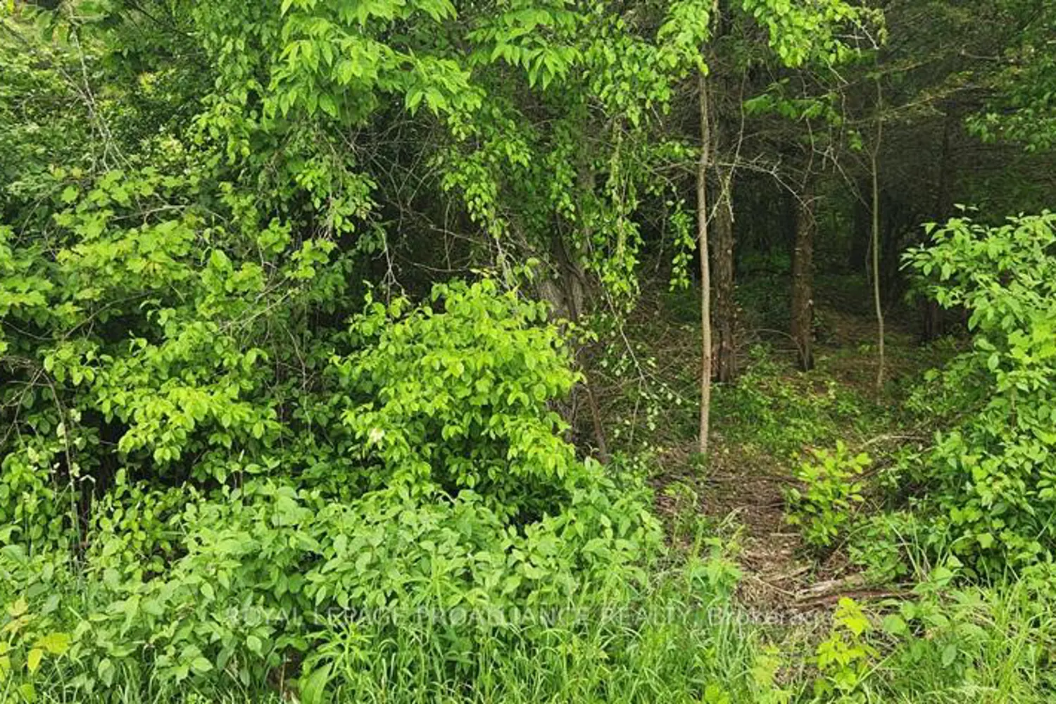 Additional image 6 of 00 Scriver Road