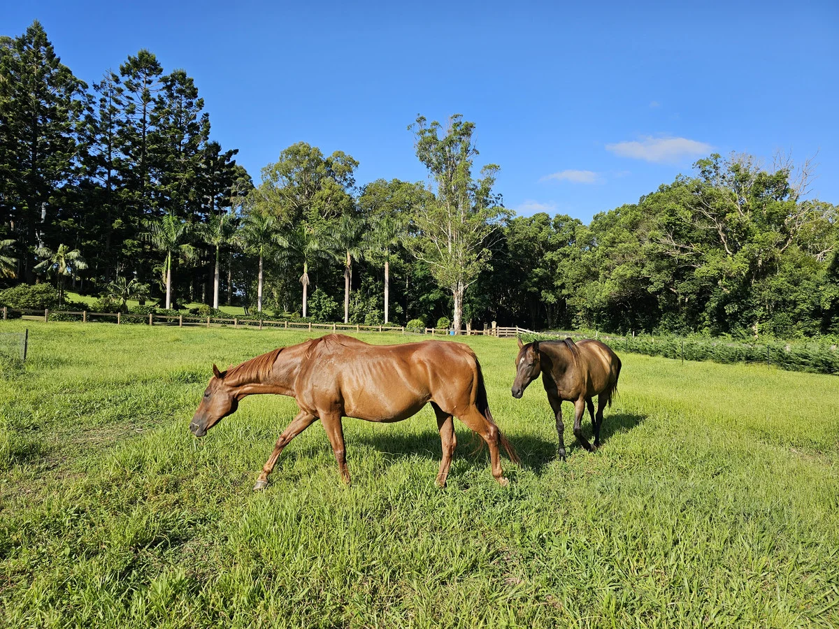 Additional image 8 of 517 Friday Hut Road, Brooklet NSW 2479