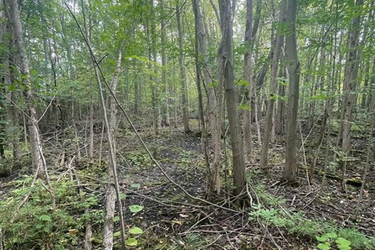Additional image 5 of 00 Adams-Cummings Road