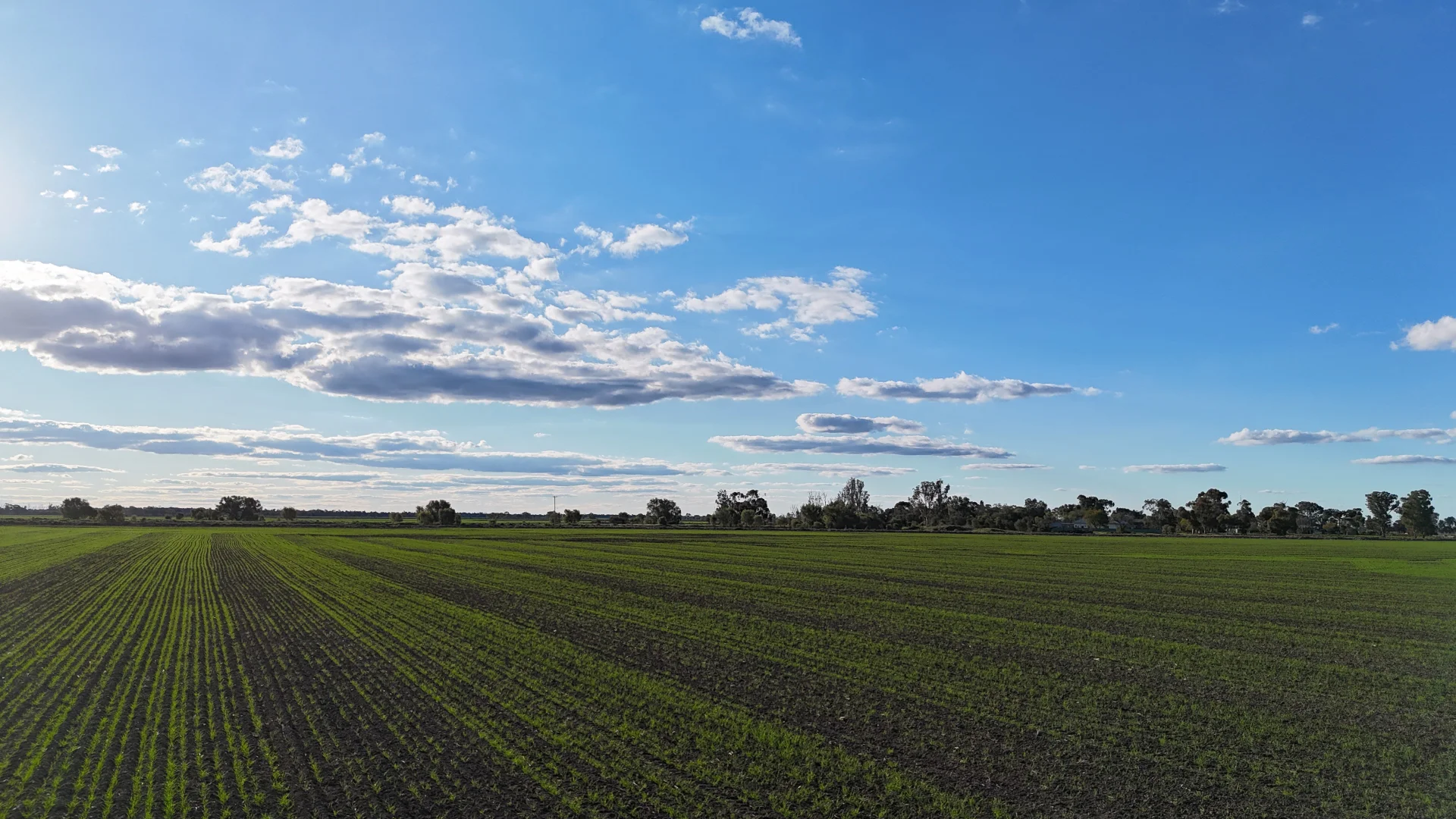 Additional image 23 of Farm 205/347 Fairlie Grange Road, Coleambally NSW 2707