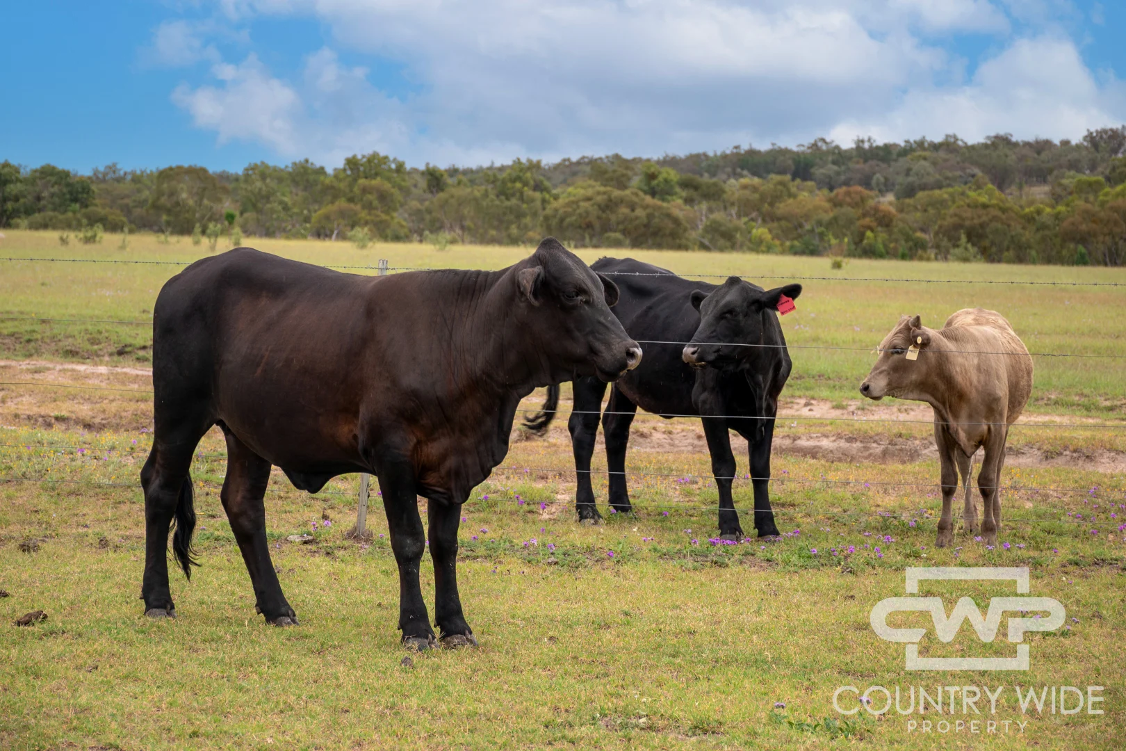 Additional image 16 of 1461 Atholwood Road, Bonshaw NSW 2361