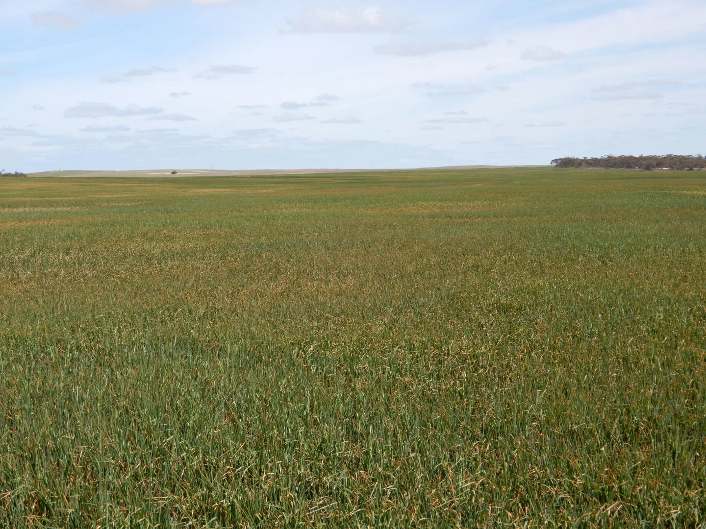 Additional image 14 of 477 Beelitz Road, Geranium SA 5301