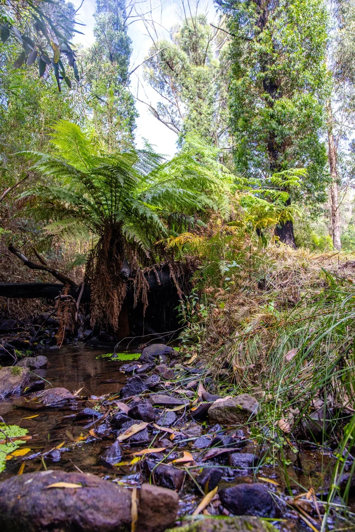 Additional image 16 of Lot 4 Braidwood Road, Sassafras NSW 2622