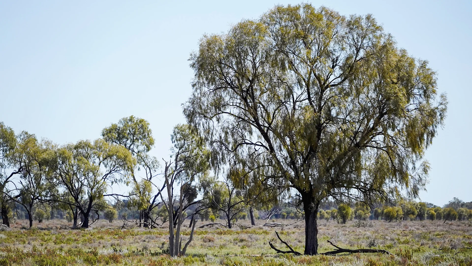 Additional image 25 of 1378 Keewong Lane, Coonamble NSW 2829