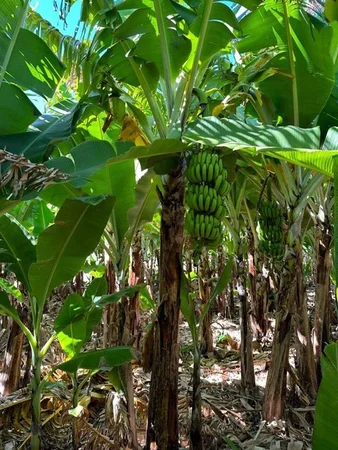 Additional image 19 of 11 Bibbawarra Road, Kingsford WA 6701