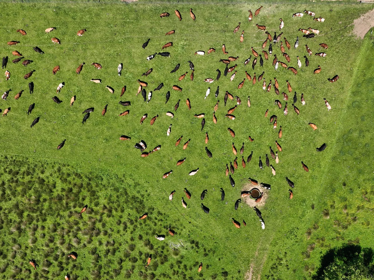 Additional image 4 of 569 St Columba Falls Road, Pyengana TAS 7216