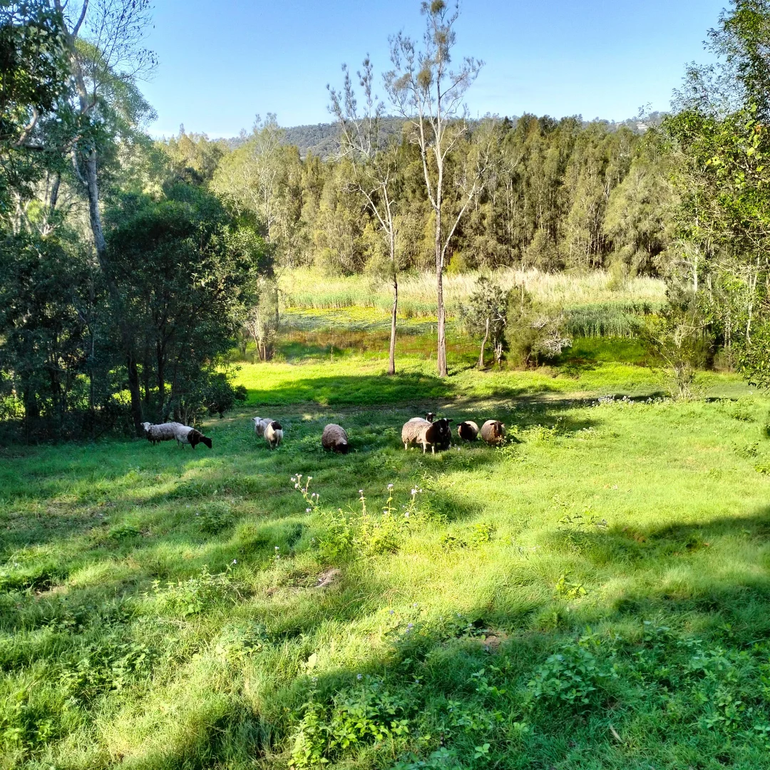 Additional image 26 of Ashby NSW 2463