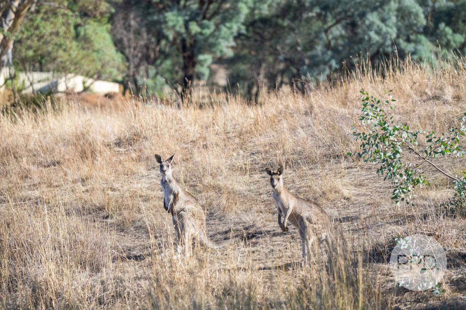 Additional image 6 of 827-841 Centaur Road, Hamilton Valley NSW 2641