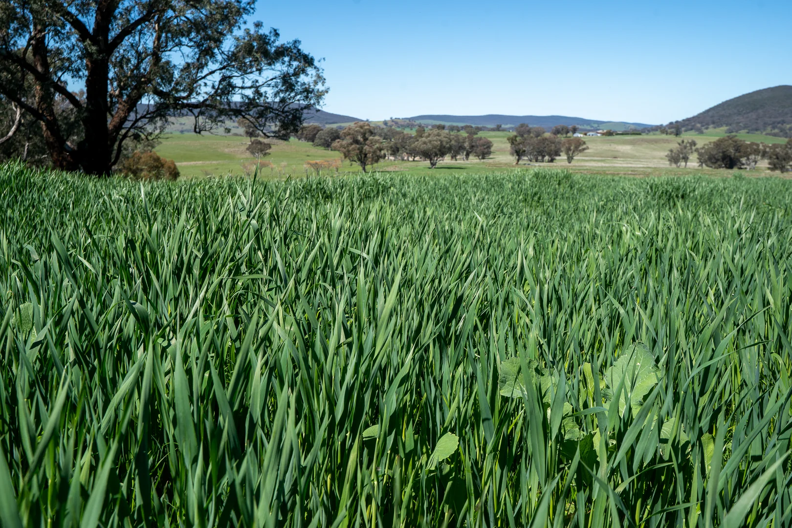 Additional image 18 of 2829 Cargo Road, Orange NSW 2800