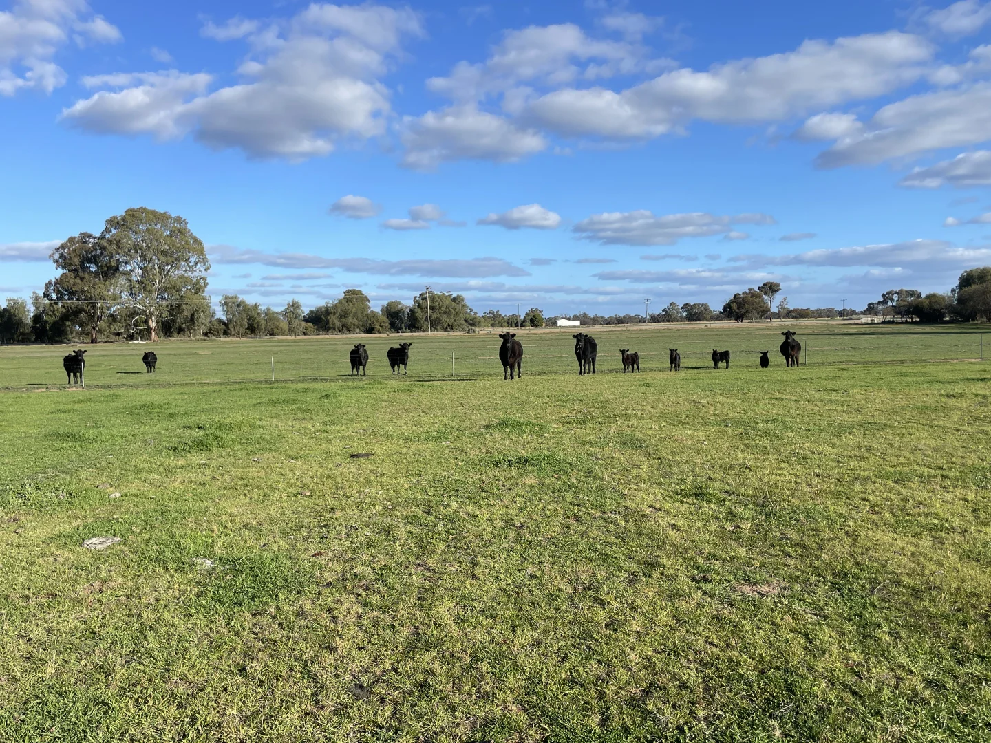 Additional image 26 of 'Kindimindi' 6176 Wakool Road, Wakool NSW 2710