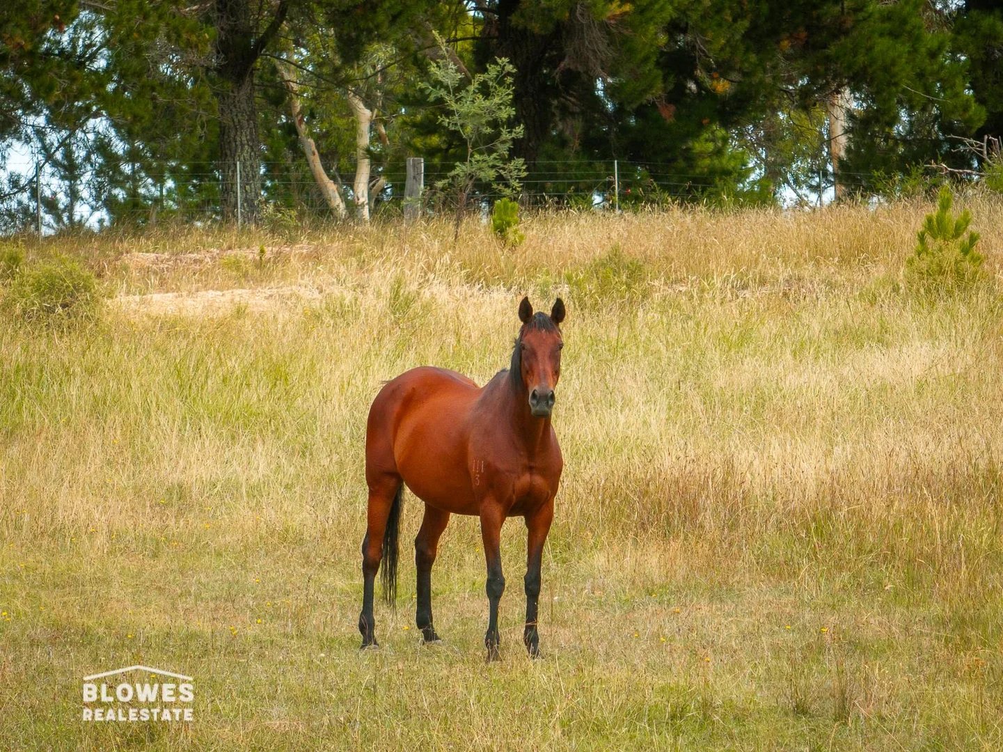 Additional image 17 of 1846 Burrendong Way, Mullion Creek NSW 2800