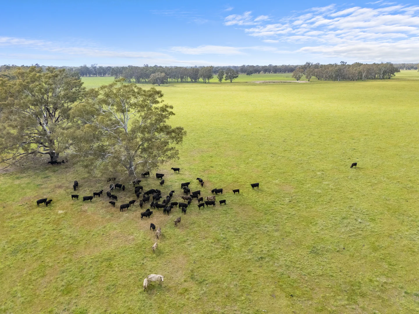Additional image 19 of Lot 2 & Lot 1, PS 72 Basin Road, Tarnook VIC 3670