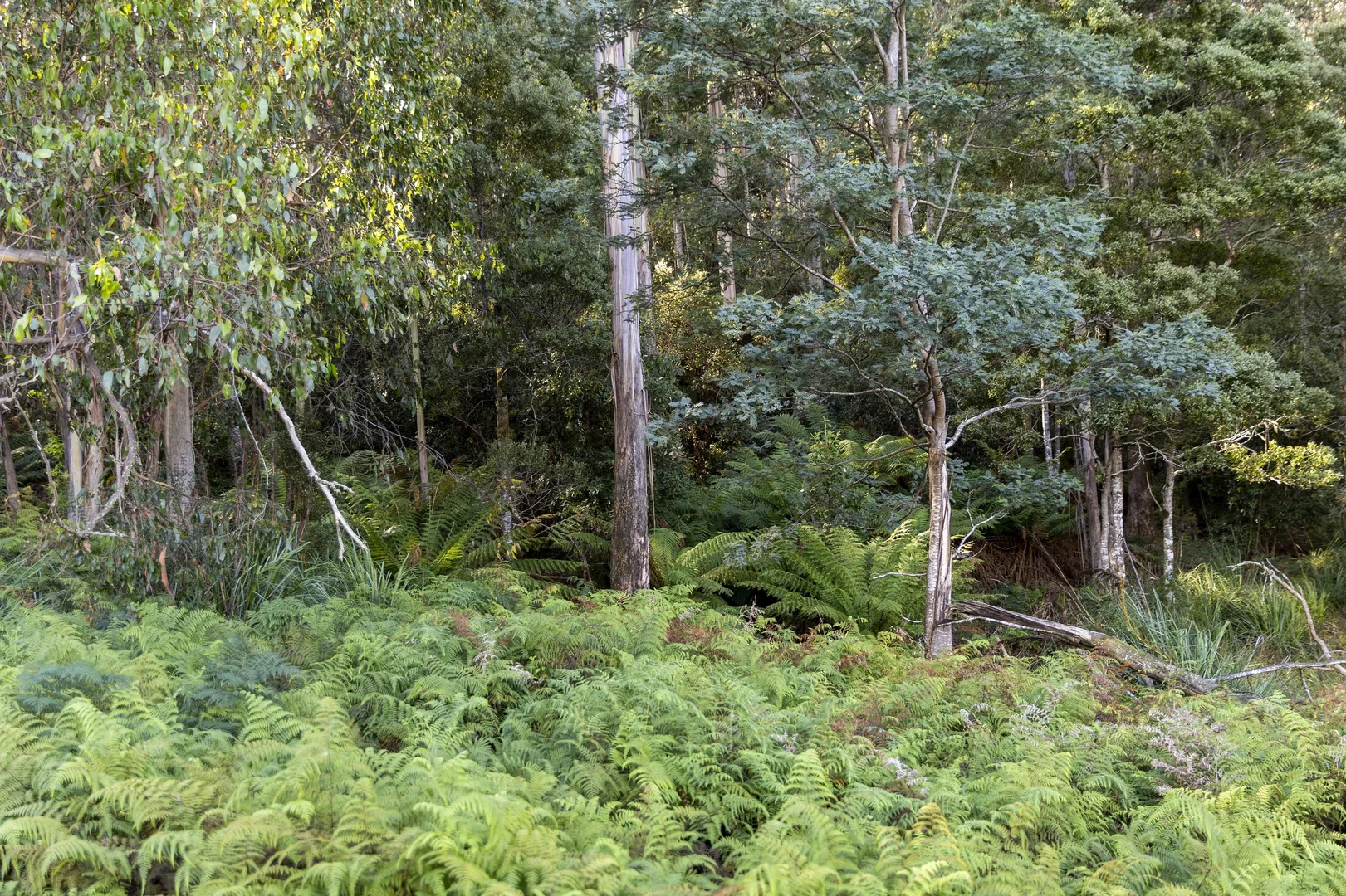 Additional image 15 of 90 Caseys Road, Nicholls Rivulet TAS 7112