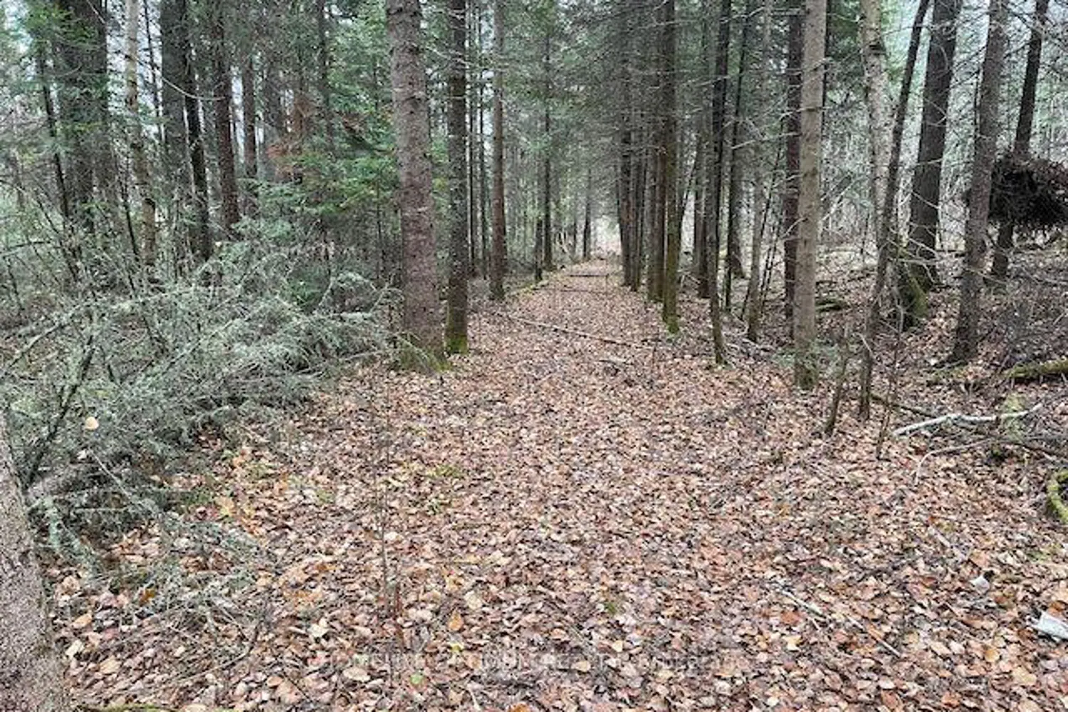 Additional image 6 of Pcl 7576 0