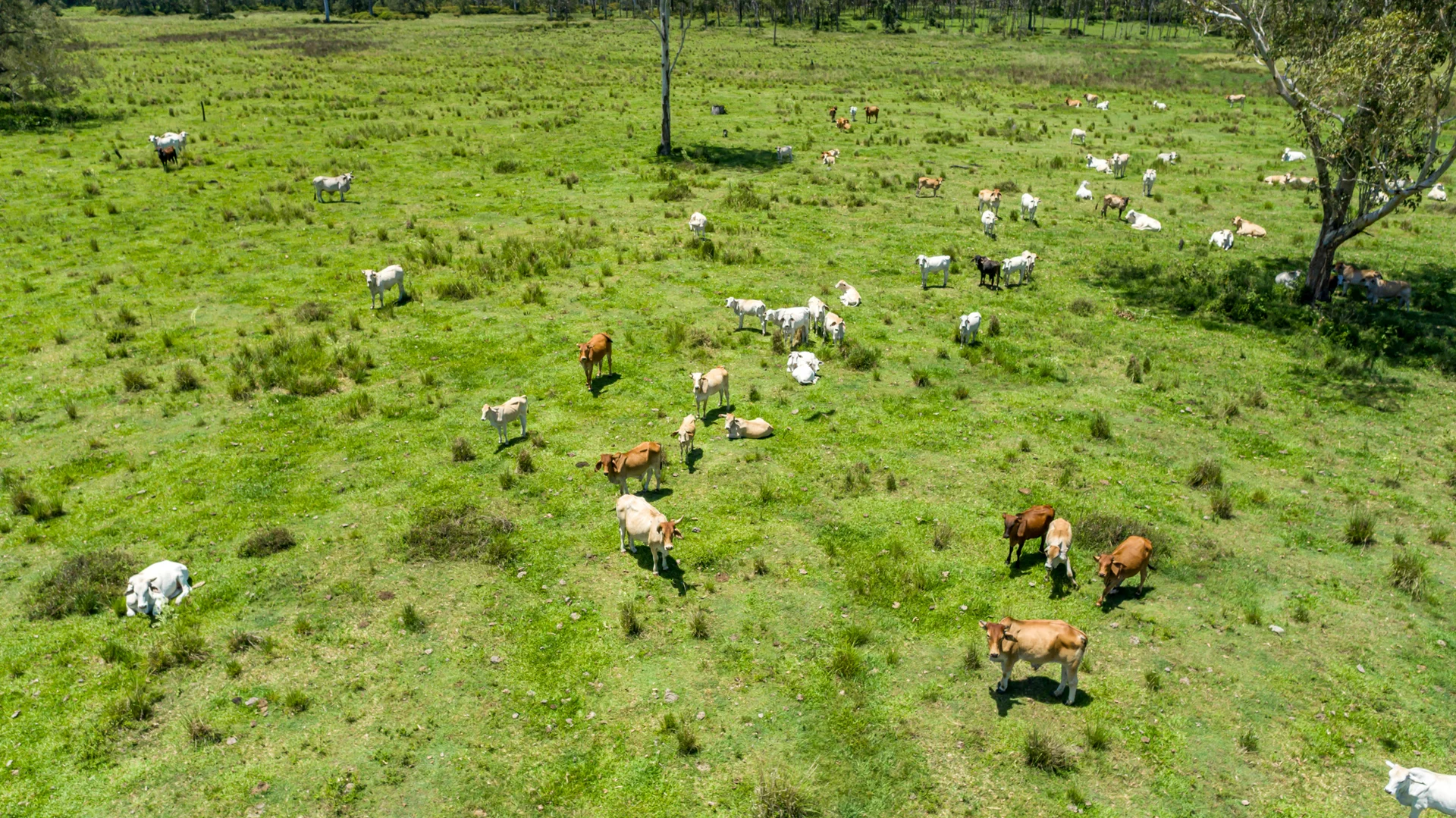 Additional image 7 of 42984 Bruce Highway, Colosseum QLD 4677