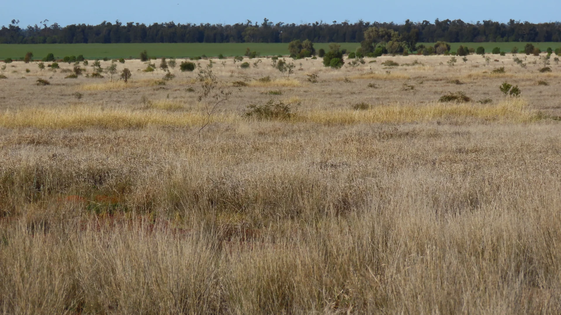 Additional image 13 of Mirreyah Feedlot Talwood Mungindi Road,, Talwood QLD 4496