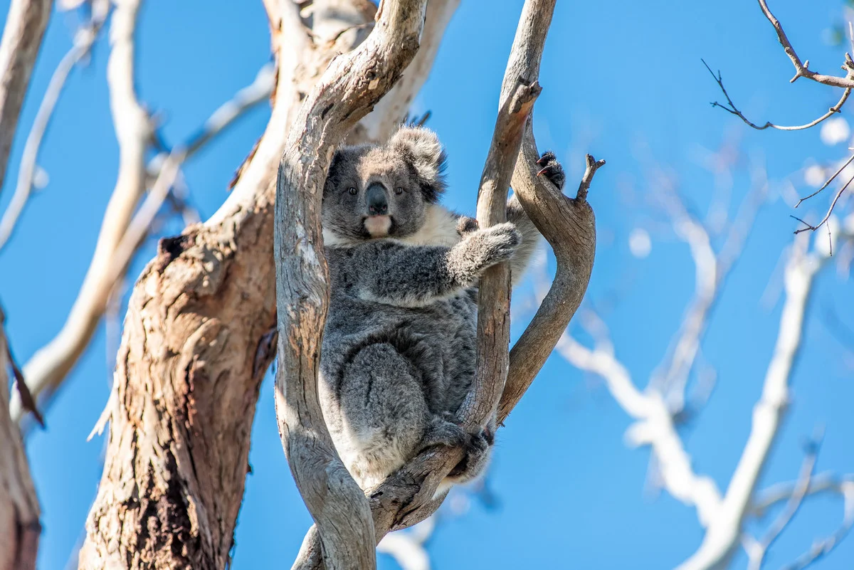 Additional image 3 of 41 Bonnie View, Bolwarra VIC 3305