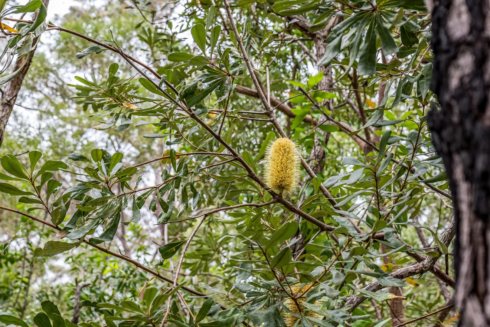 Additional image 12 of 2447 Sherwood Creek Road, Glenreagh NSW 2450