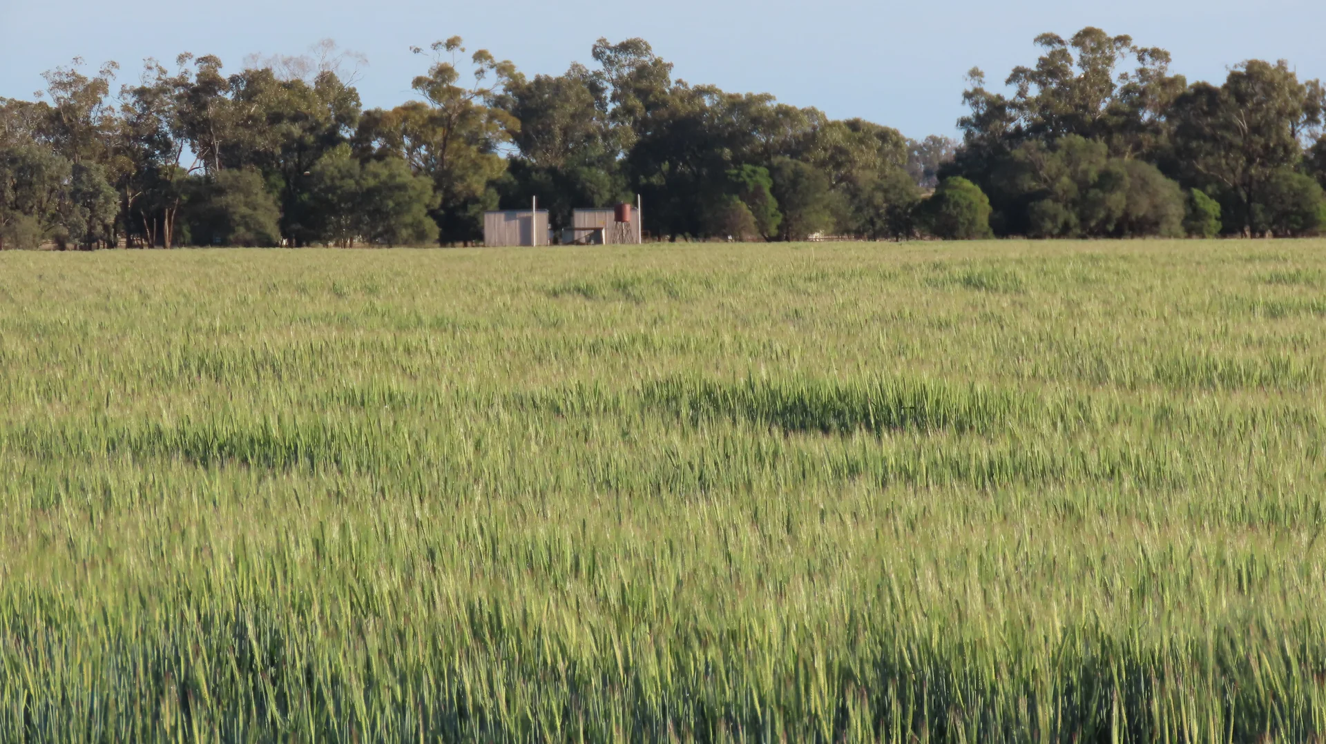 Additional image 2 of Mirreyah Feedlot Talwood Mungindi Road,, Talwood QLD 4496