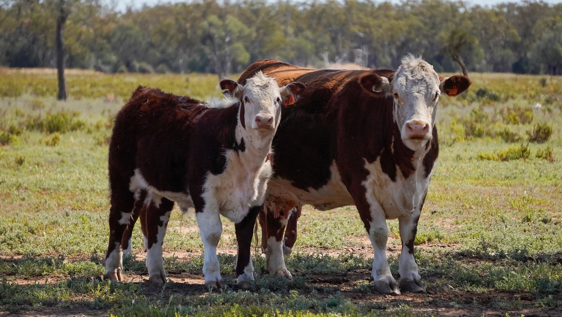 Additional image 7 of 1378 Keewong Lane, Coonamble NSW 2829