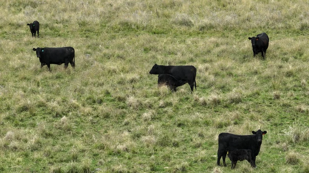 Additional image 11 of The Glen, Berrigal NSW 2390